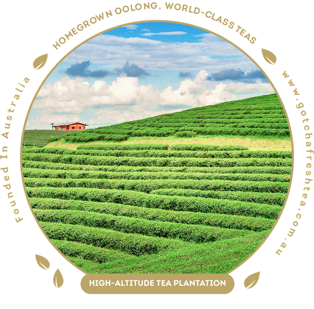 high-altitude tea plantation